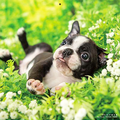 PICTWANカレンダー 6月