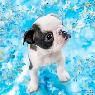 PICTWANカレンダー 7月