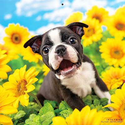 PICTWANカレンダー 8月