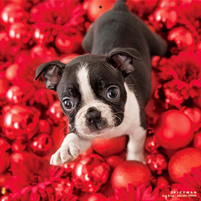 PICTWANカレンダー 9月