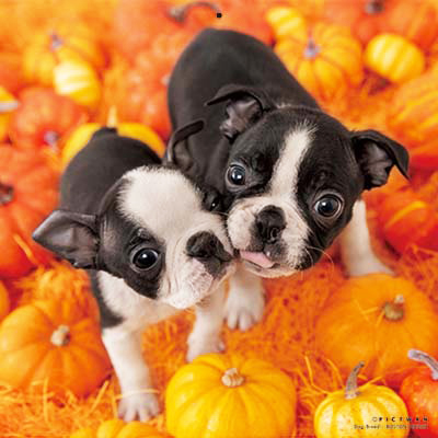 PICTWANカレンダー 10月