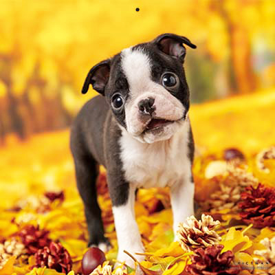 PICTWANカレンダー 11月