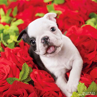 PICTWANカレンダー 12月