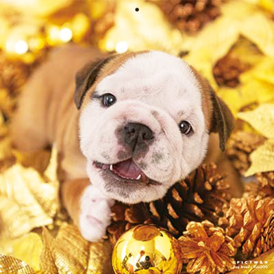 PICTWANカレンダー 1月