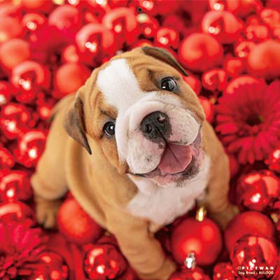 PICTWANカレンダー 2月