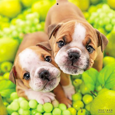 PICTWANカレンダー 3月