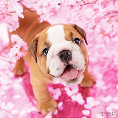 PICTWANカレンダー 4月