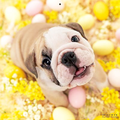 PICTWANカレンダー 5月