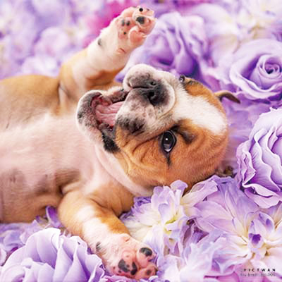 PICTWANカレンダー 6月