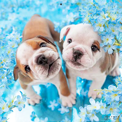 PICTWANカレンダー 7月