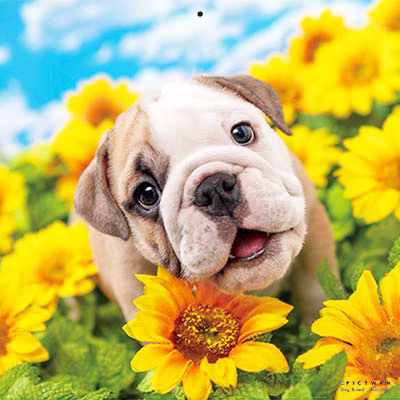 PICTWANカレンダー 8月