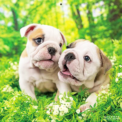 PICTWANカレンダー 9月