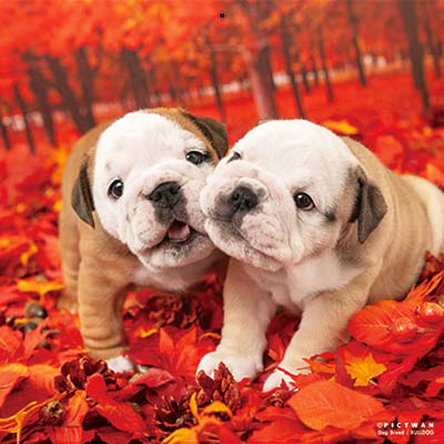 PICTWANカレンダー 10月