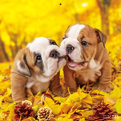 PICTWANカレンダー 11月