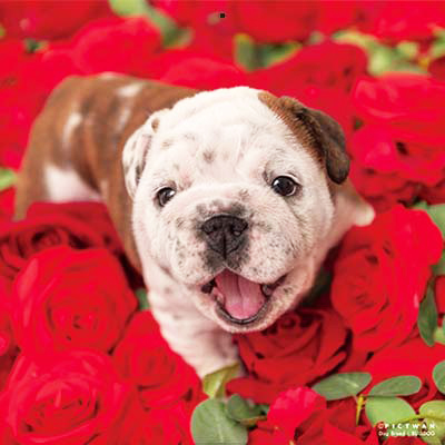 PICTWANカレンダー 12月