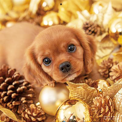 PICTWANカレンダー 1月