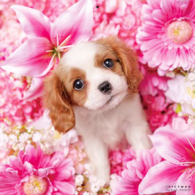 PICTWANカレンダー 2月