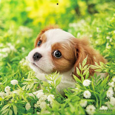 PICTWANカレンダー 3月