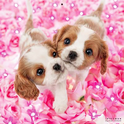 PICTWANカレンダー 4月