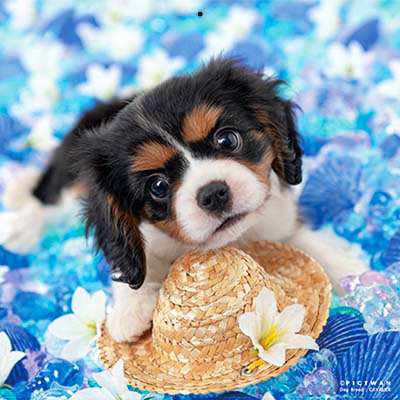 PICTWANカレンダー 5月