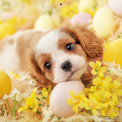 PICTWANカレンダー 6月