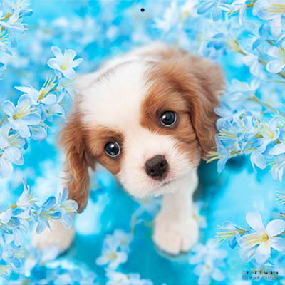 PICTWANカレンダー 7月