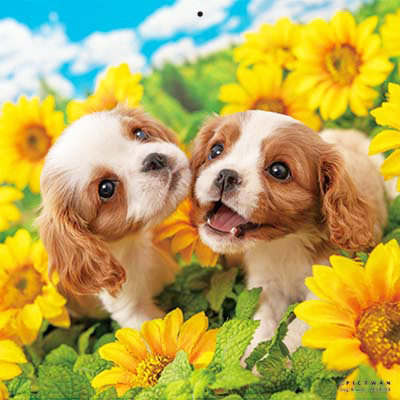 PICTWANカレンダー 8月