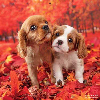 PICTWANカレンダー 10月