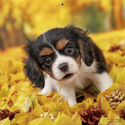 PICTWANカレンダー 11月