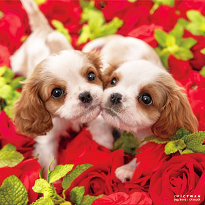 PICTWANカレンダー 12月