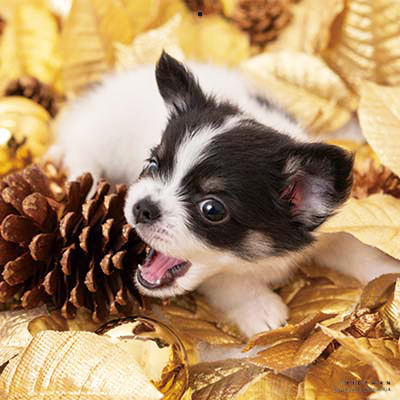 PICTWANカレンダー 1月