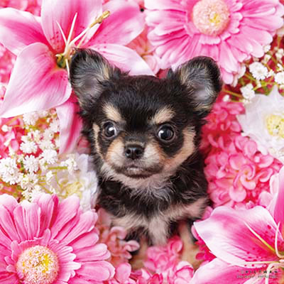 PICTWANカレンダー 2月