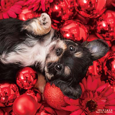 PICTWANカレンダー 3月