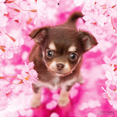 PICTWANカレンダー 4月