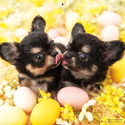 PICTWANカレンダー 5月