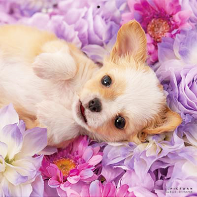 PICTWANカレンダー 6月