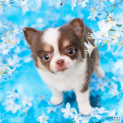 PICTWANカレンダー 7月