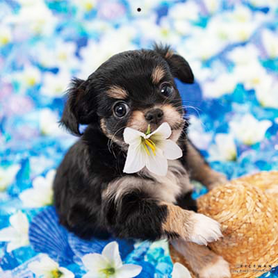 PICTWANカレンダー 8月