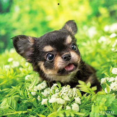 PICTWANカレンダー 9月