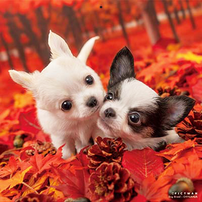 PICTWANカレンダー 10月