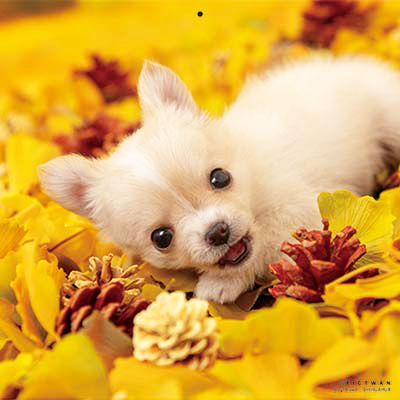 PICTWANカレンダー 11月