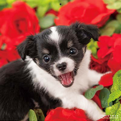 PICTWANカレンダー 12月