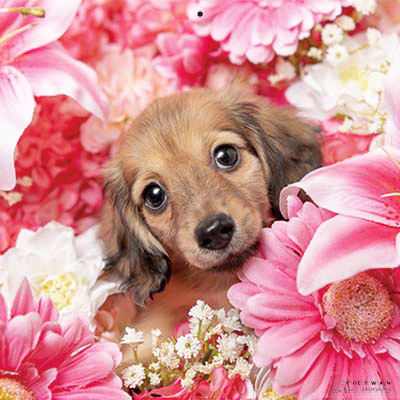 PICTWANカレンダー 1月