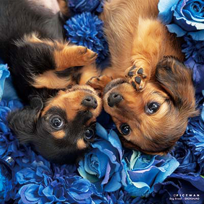 PICTWANカレンダー 2月