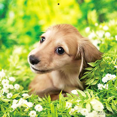 PICTWANカレンダー 3月