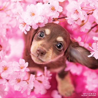 PICTWANカレンダー 4月