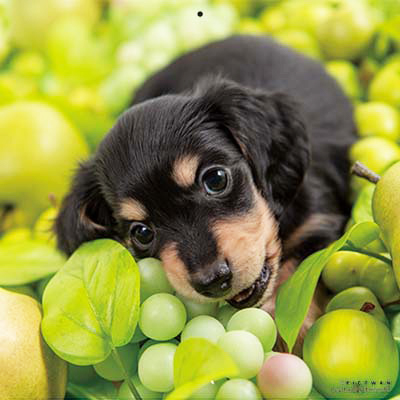 PICTWANカレンダー 5月