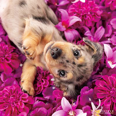 PICTWANカレンダー 6月