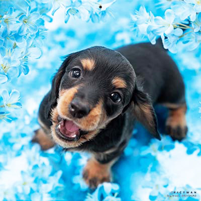 PICTWANカレンダー 7月