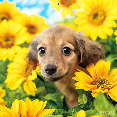 PICTWANカレンダー 8月